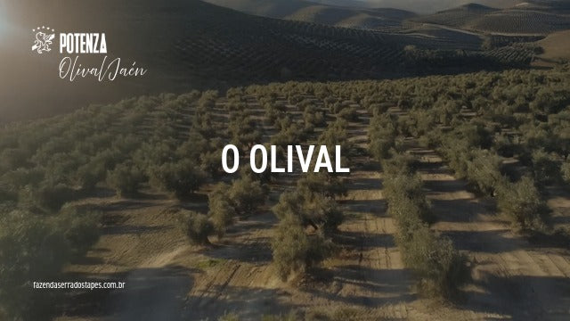 O Olival Tradicional da Andaluzia: onde nasce a alma do Potenza Olival Jaén