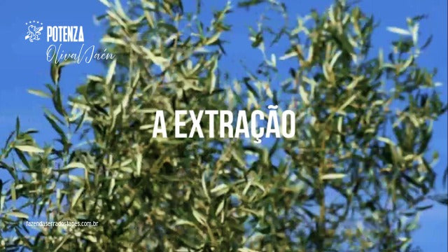 A Extração: onde o tempo e o cuidado se transformam em azeite de excelência