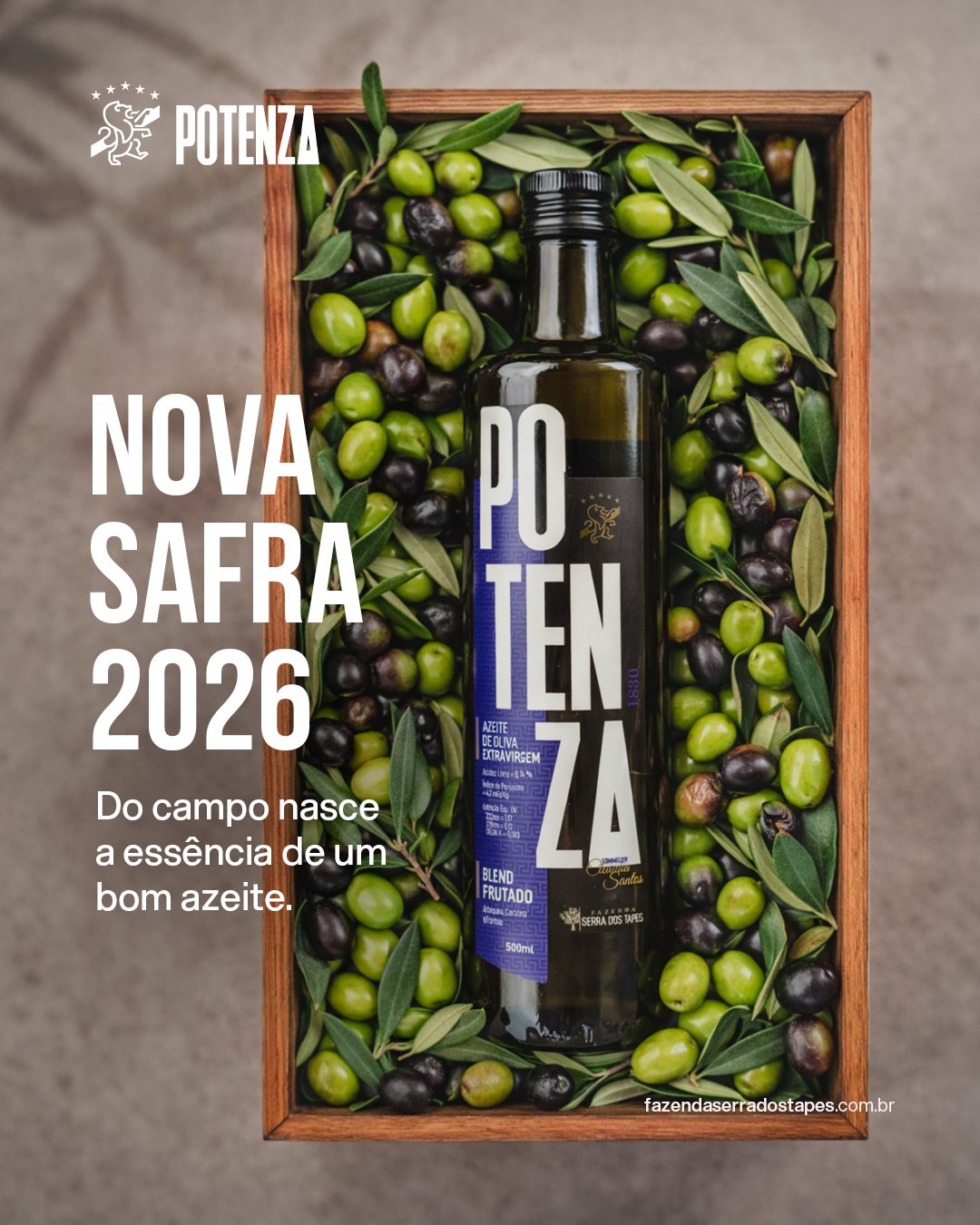 Safra 2026: por que nenhum azeite é igual ao outro?