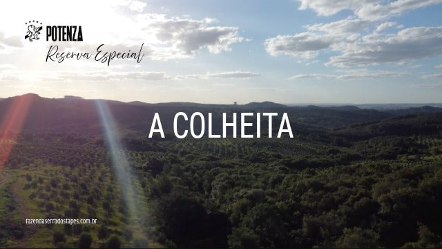 A Colheita: o primeiro passo para um azeite verdadeiramente extraordinário